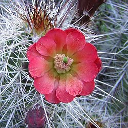hedgehog cactus blossom