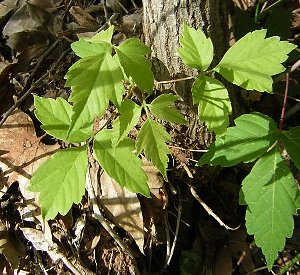 boxelder