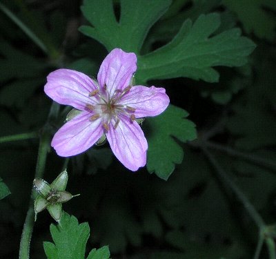 wild geranium