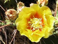 prickly pear cactus flower