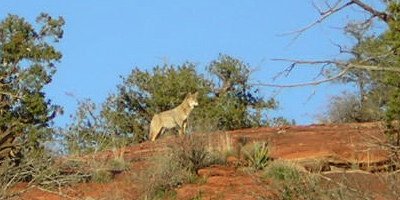 coyote on sugarloaf